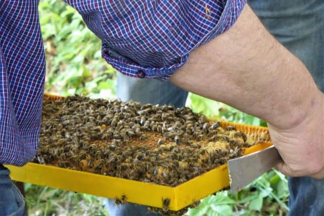 Bienen Bienen